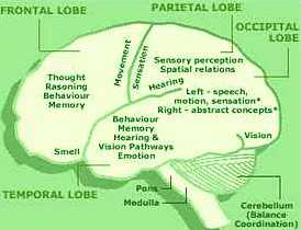 Human Brain Parts