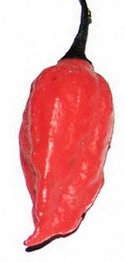 Jolokia Chile Pepper