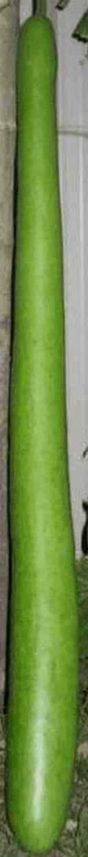 Lauki Picture