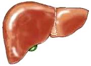 Healthy Liver picture
