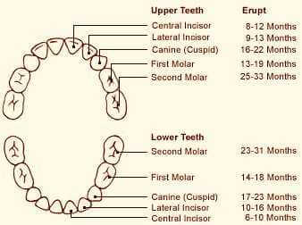 Baby Primary Teeth Chart