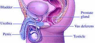 The Prostate Gland
