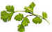 Coriander Whole