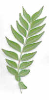 Curry Leaves