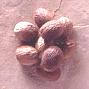 Nutmeg, jaiphal