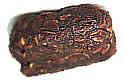 Tamarind Pod
