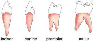 Teeth Types- incisors, canine, premolar, molar