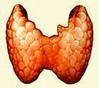 The Thyroid Gland Thyroid Gland