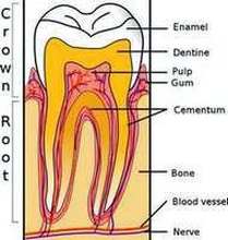 Teeth Picture