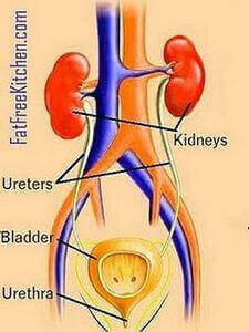 Picture of urinary tract, bladder and kidneys