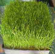 Wheatgrass
